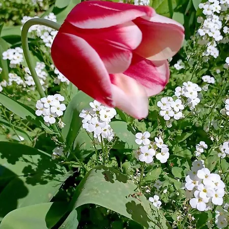 In A Neoclassical House - Ladybug Pensjonat