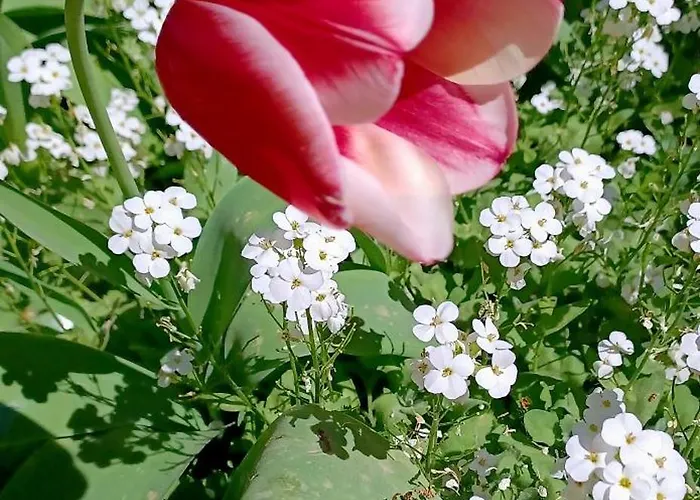 In A Neoclassical House - Ladybug Pensjonat